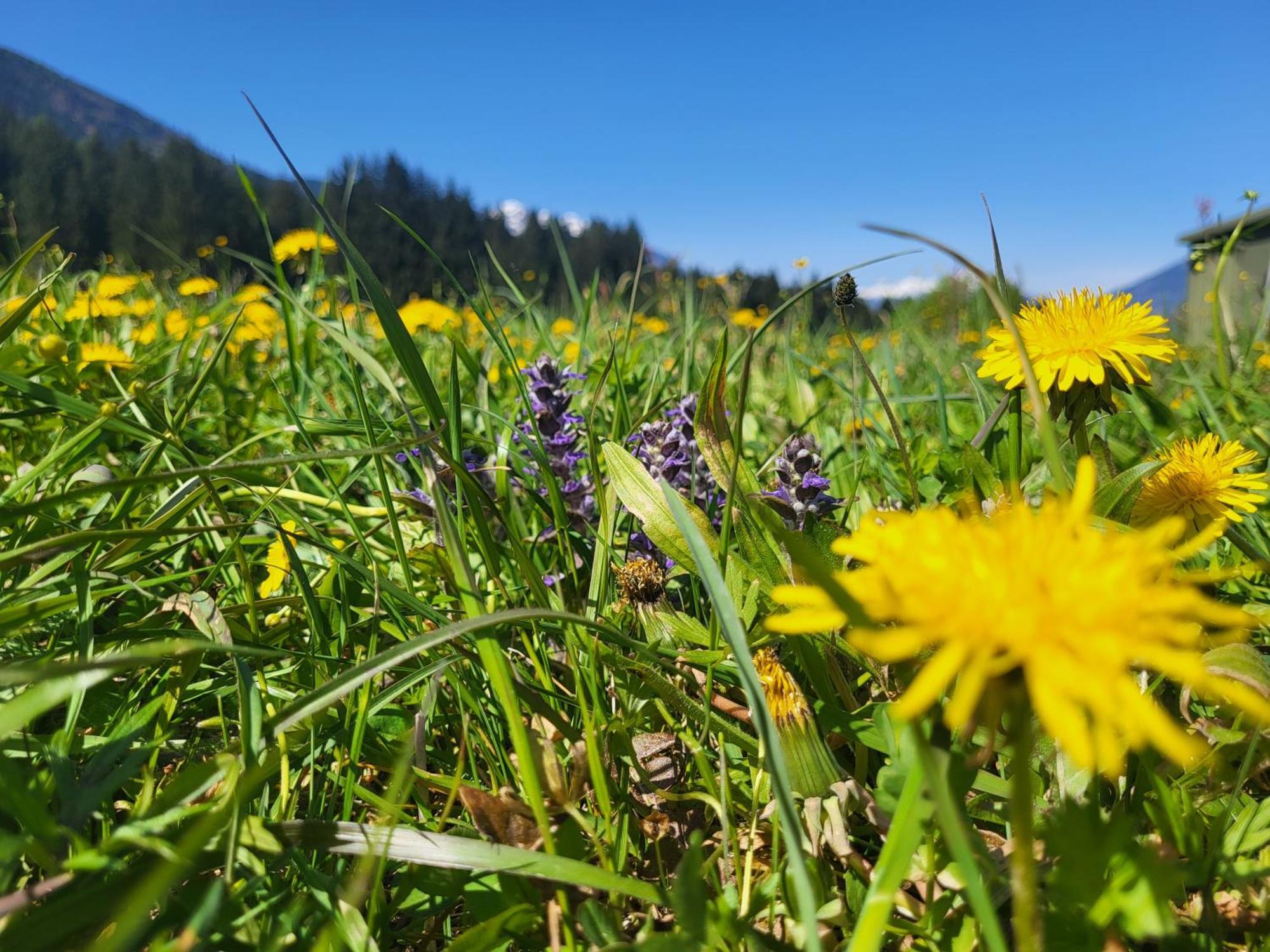 Sachserhof Ferienwohnungen In Sachsenburg Zewnętrze zdjęcie